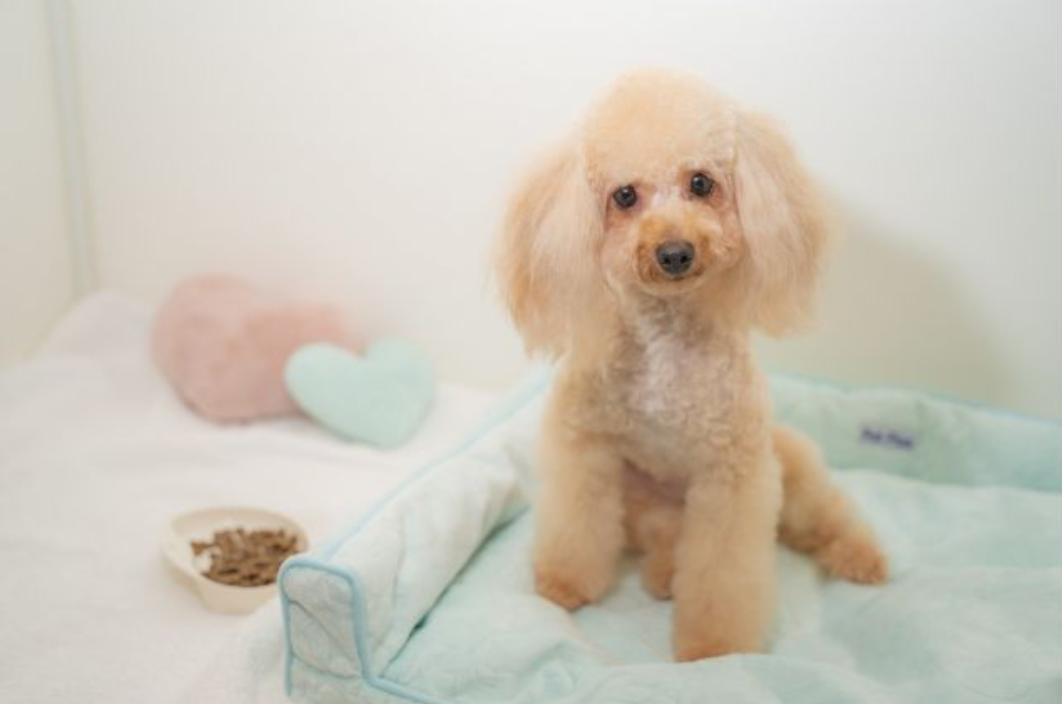 ペットのホテル - ネット予約サービス