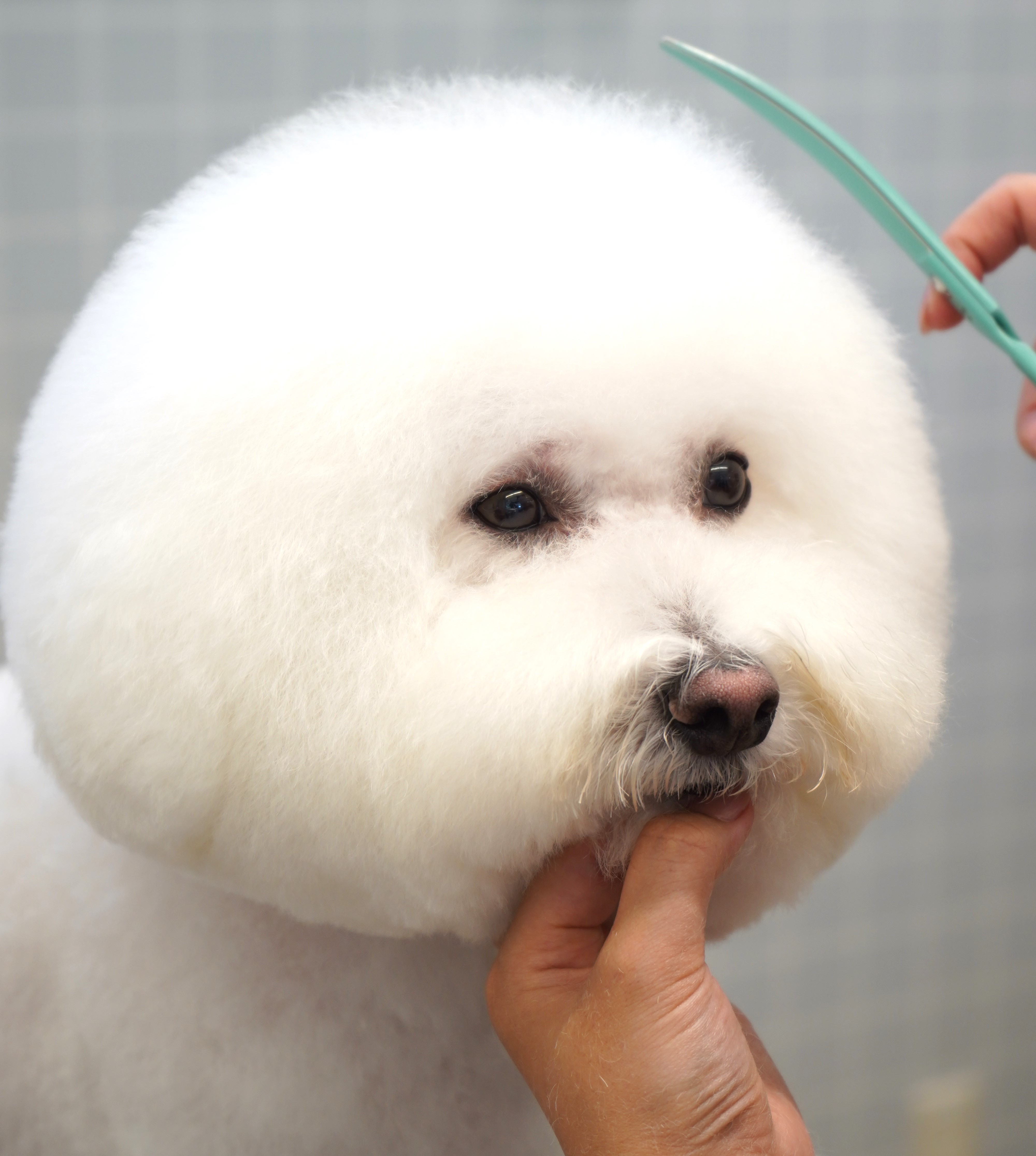 ペットのトリミング - ネット予約サービス