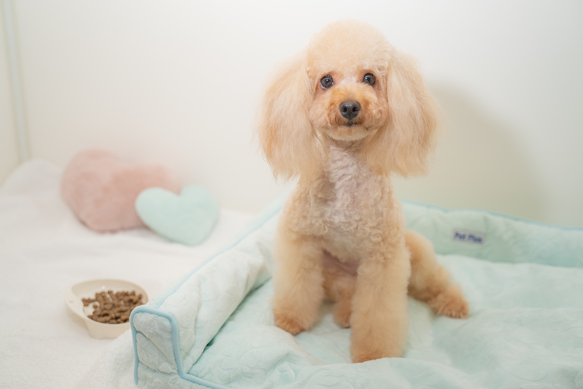 ペットのホテル - ネット予約サービス